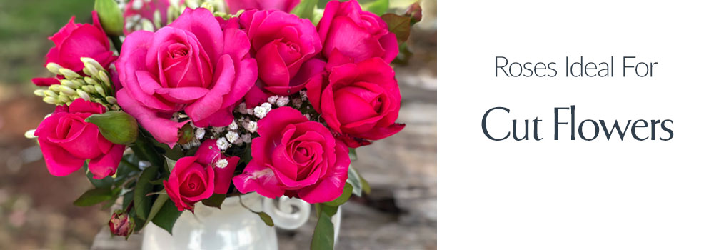 View Roses Ideal For Cut Flowers